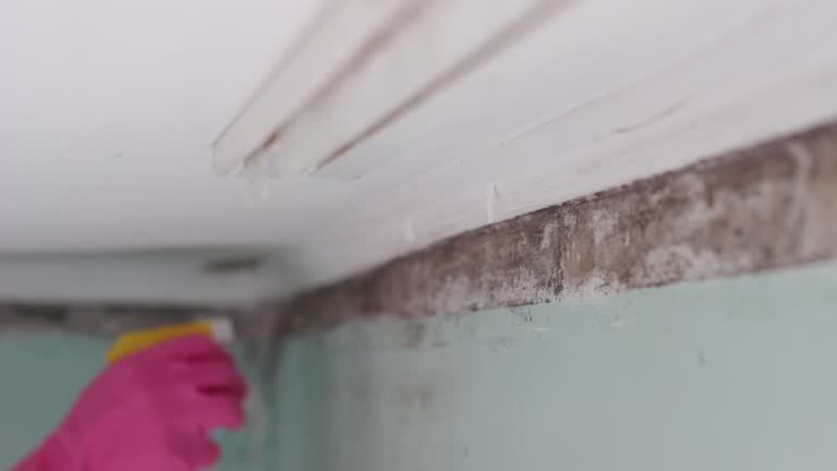 Professional Mold Removal in Cypress Gardens, FL